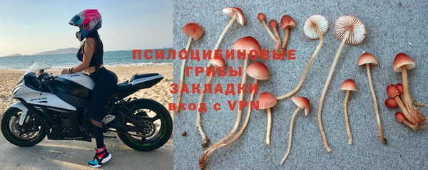 apvp Алзамай